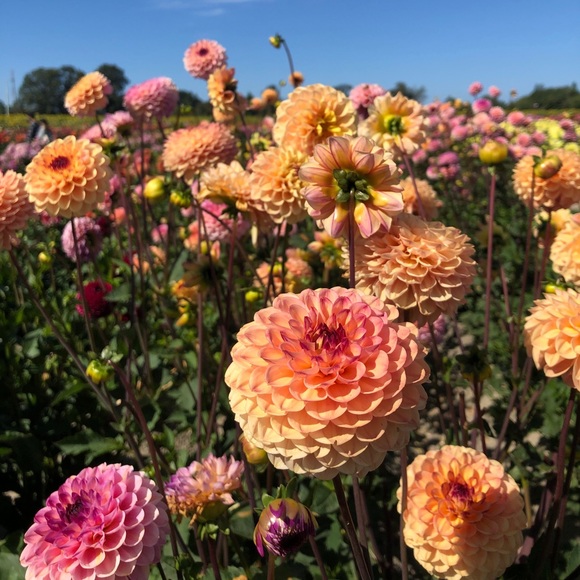 Meet your Posher, Ruby - Picture 1 of 1